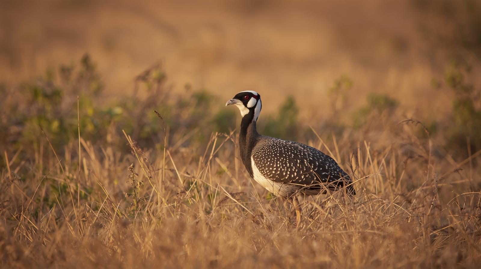 Conservation in Action